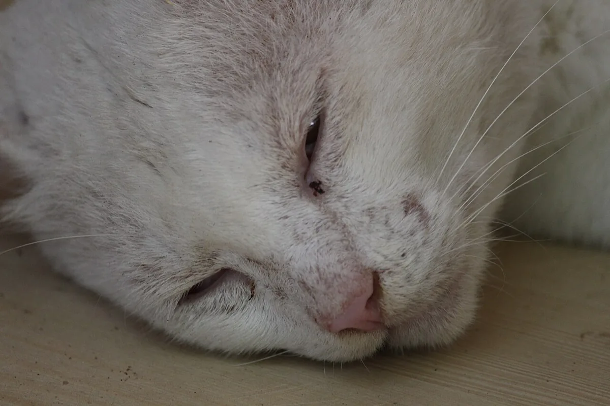 A gray tabby cat lying on a windowsill with ears forward and tail relaxed over its paws