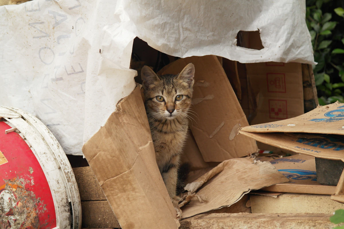A cat playing inside an open cardboard box on a living room floor