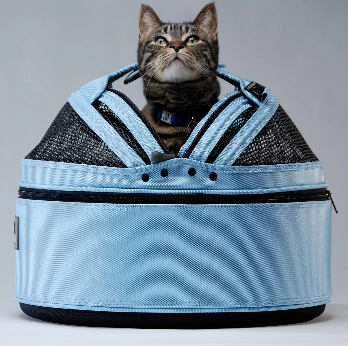 A calm cat inside a soft-sided carrier with its door open, ready for cabin travel