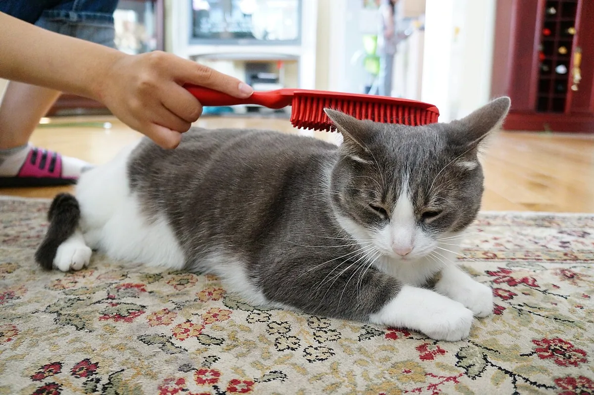 A dog being brushed gently at home on a soft mat