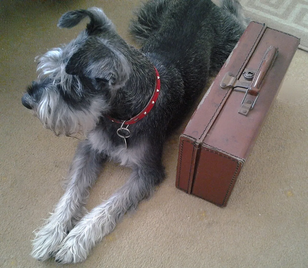 A dog lying on a hotel room floor beside a suitcase, settling into a pet-friendly stay
