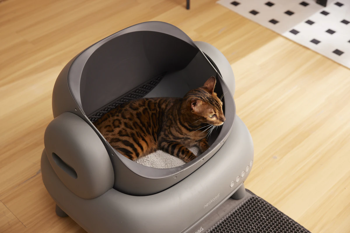 A cat using a clean litter box in a quiet corner of a room