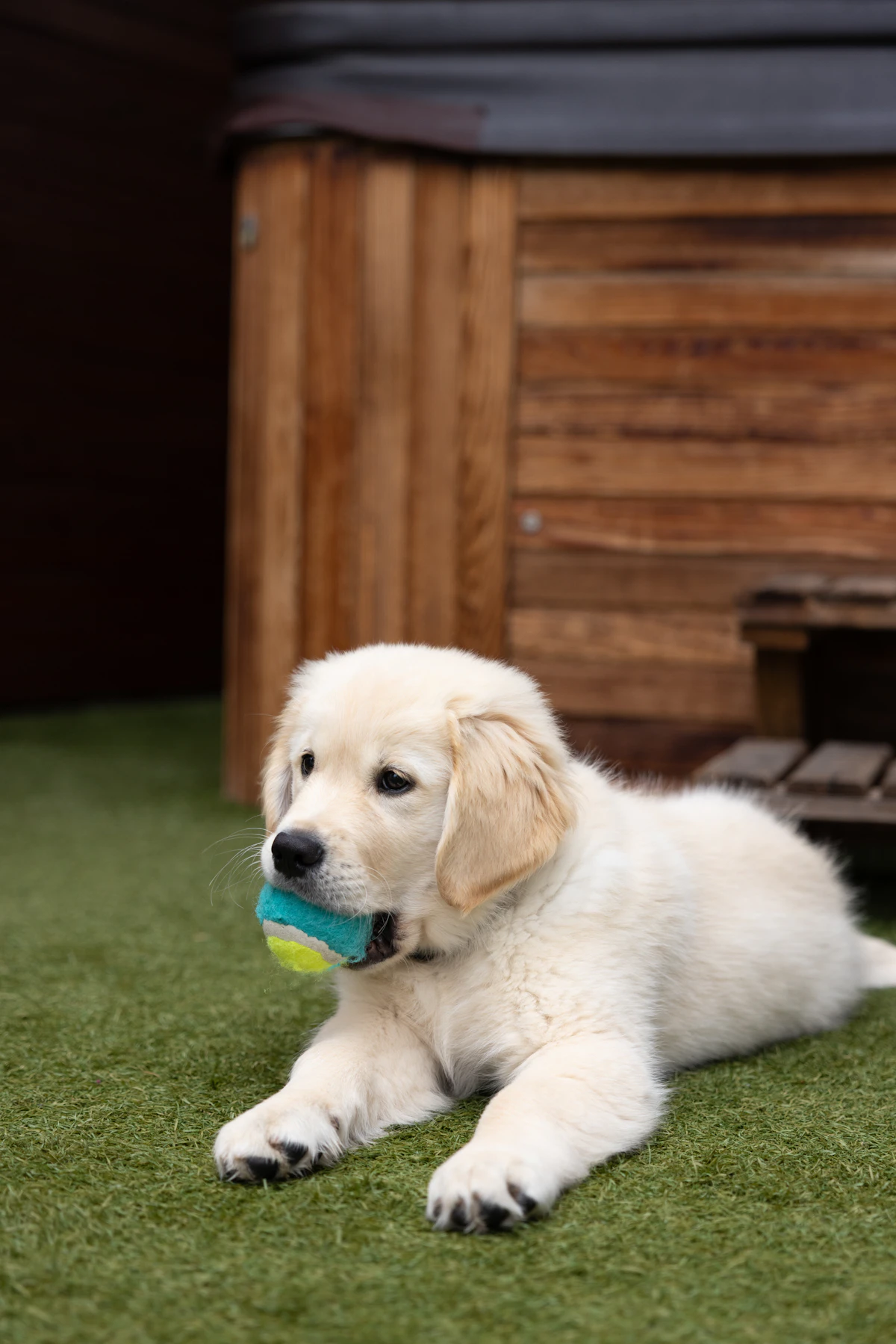 A puppy resting beside a carrier on a blanket in a quiet room