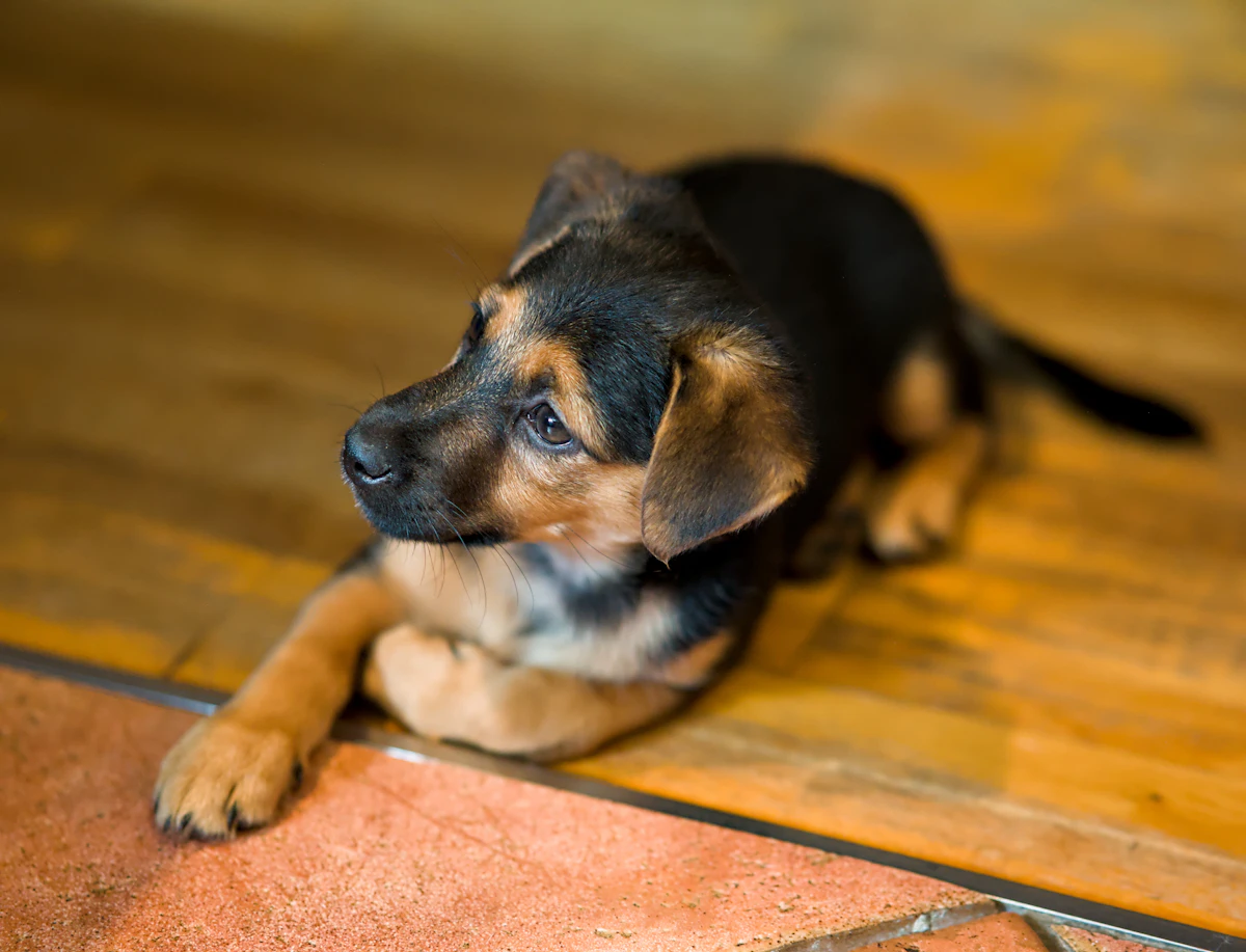 A puppy sniffing along an apartment floor past shoes and a plant pot