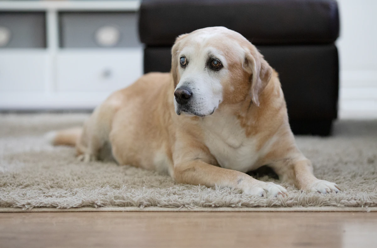 A senior dog resting in a soft bed at home