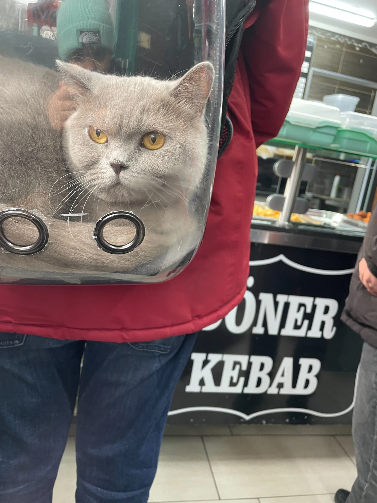 A cat peeking from an open carrier in a quiet room