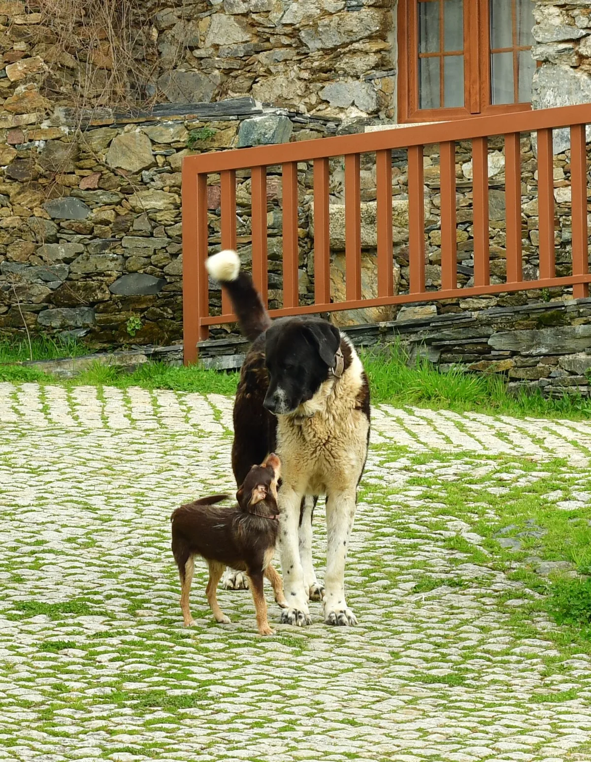 A Chihuahua and a Great Dane standing side by side, showing the range of daily care sizes