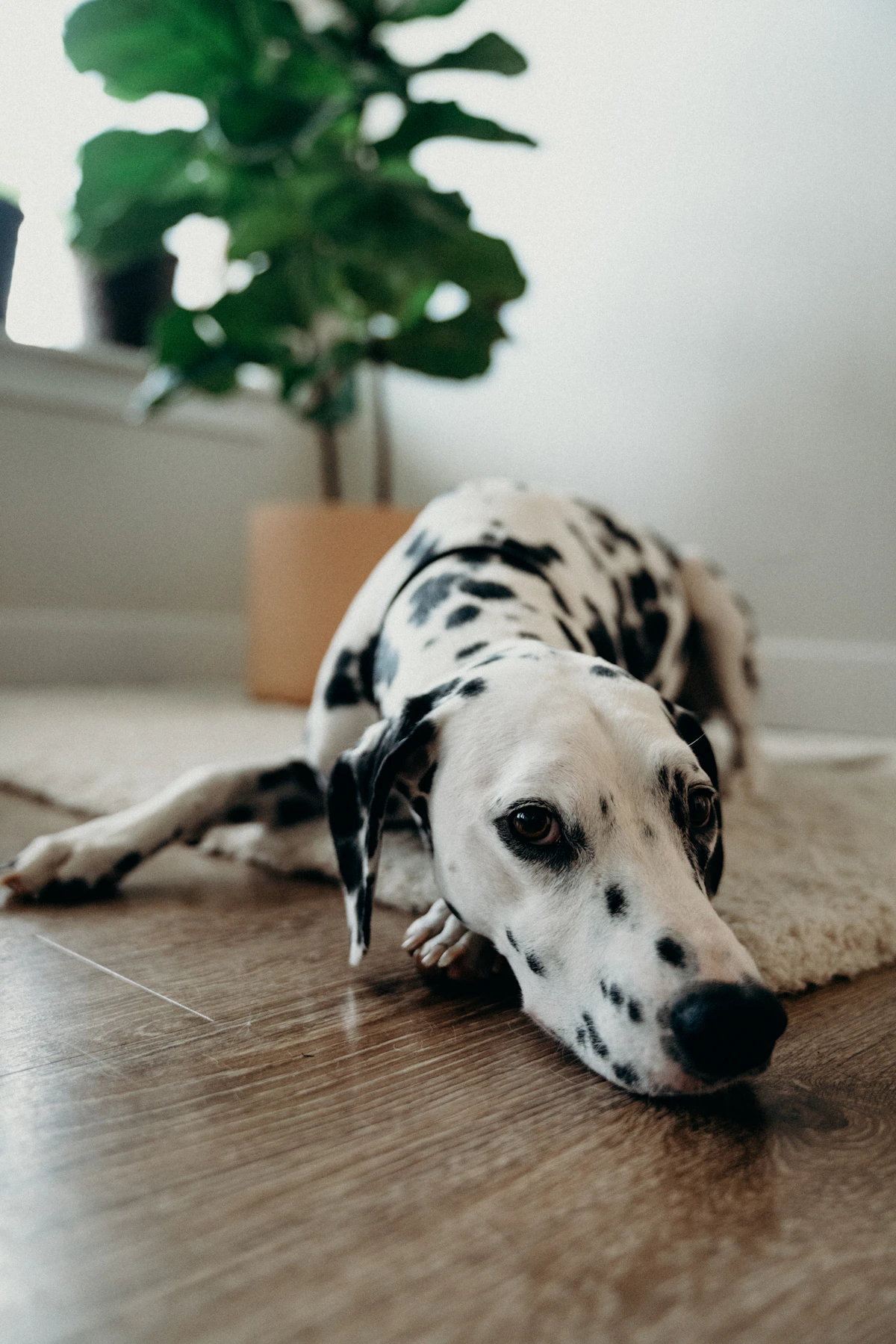 A calm dog lying on a mat on the floor with its head resting between its paws