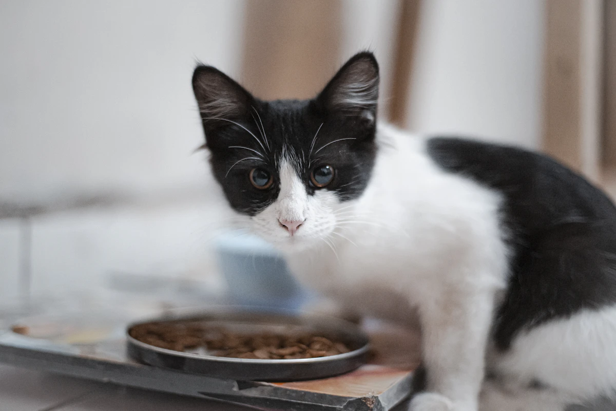 A cat eating wet food from a bowl in a bright kitchen