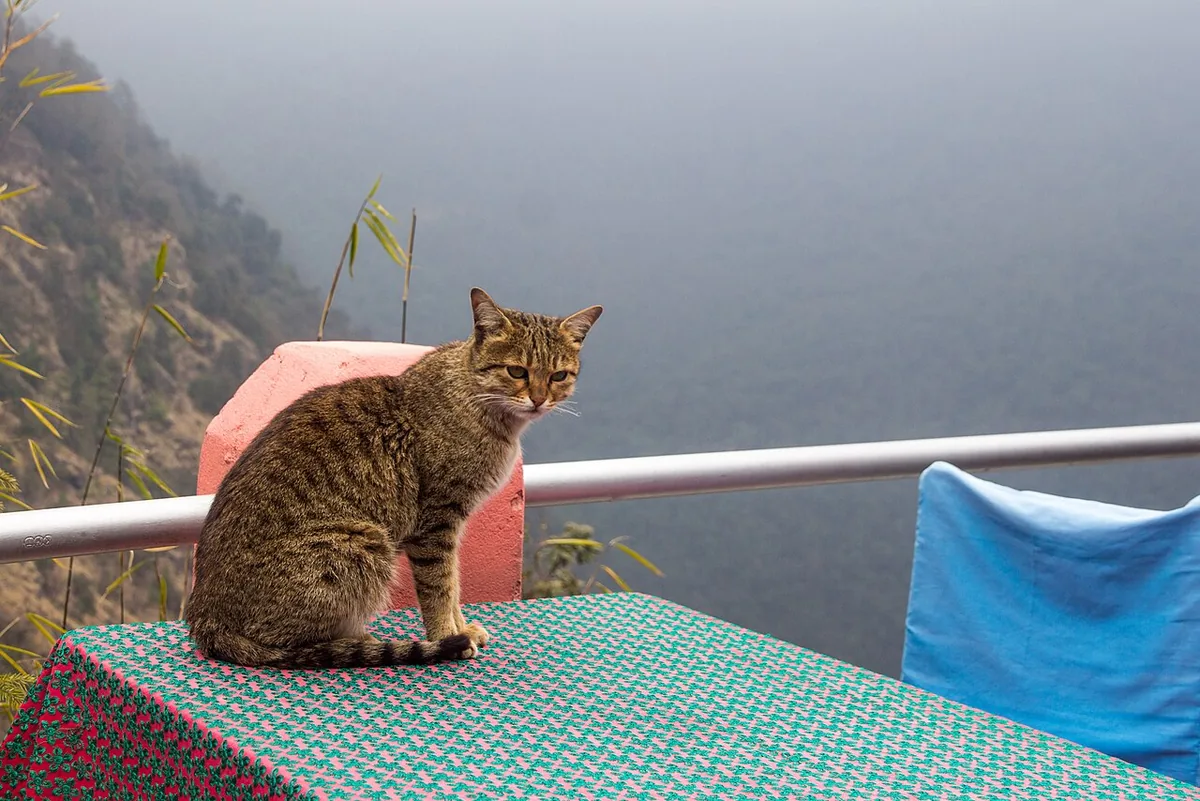 A cat on a kitchen counter reaching a paw toward a mug sitting near the edge