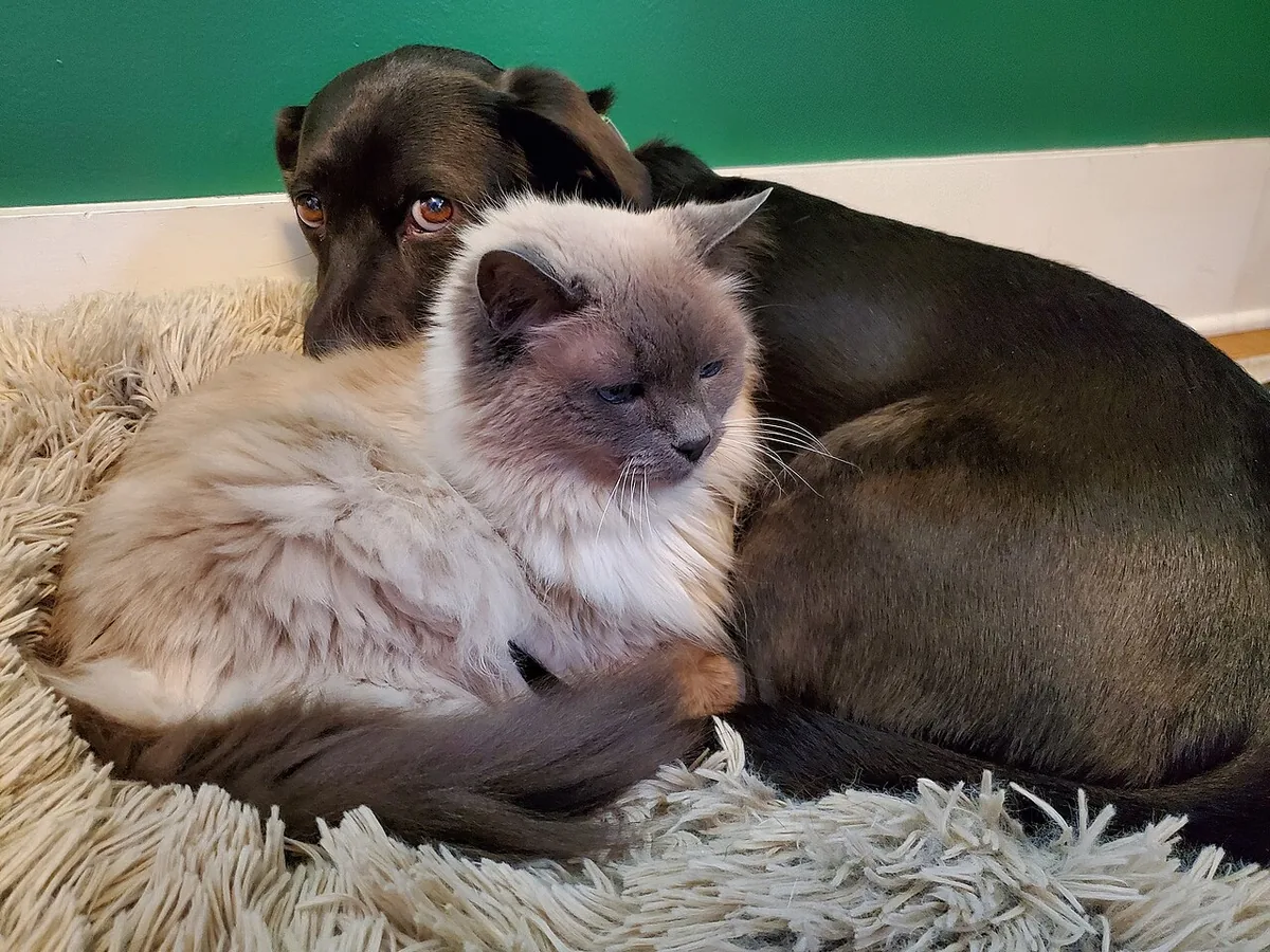 A cat and a dog sharing a cozy spot at home