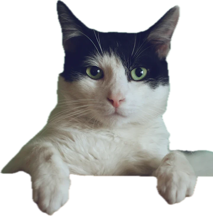 A black-and-white cat resting its front paws over the page ledge