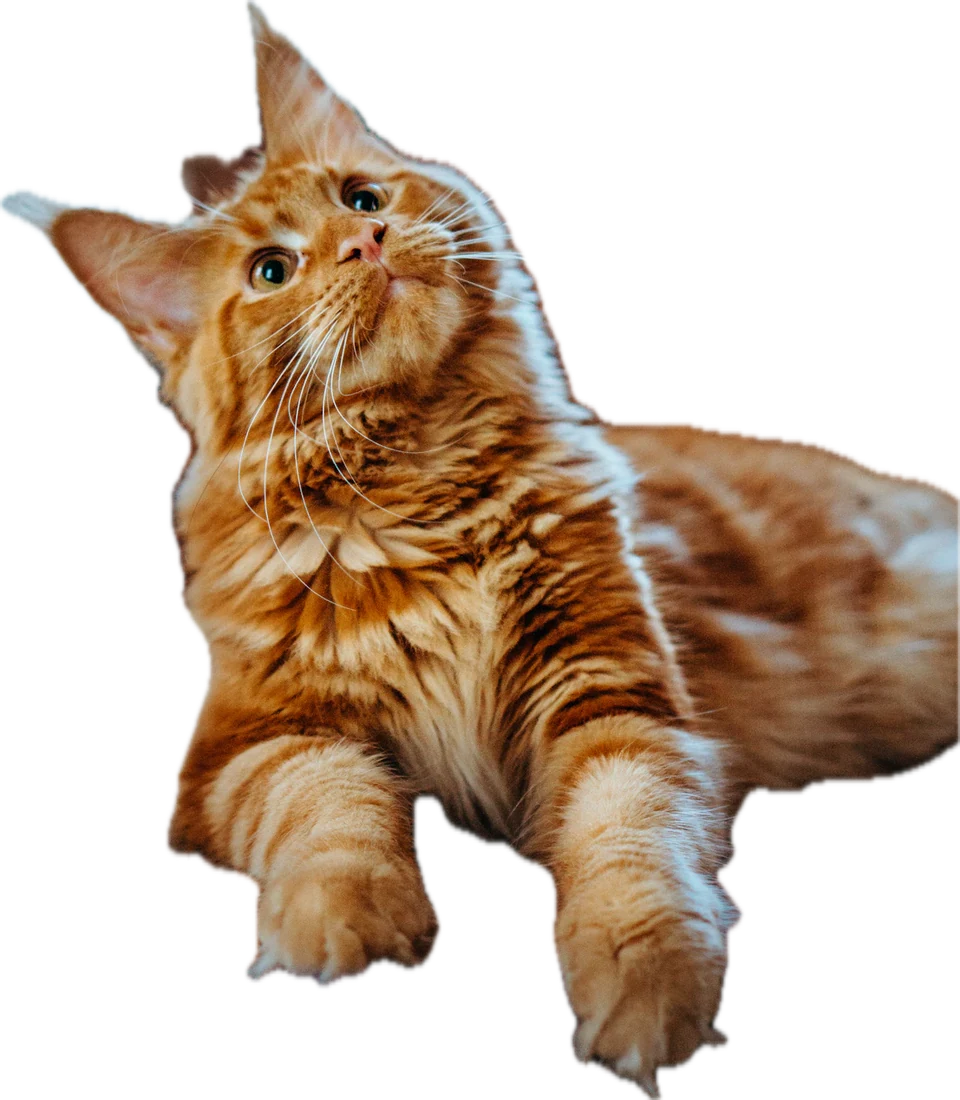 An orange-and-white cat leaning over the page ledge