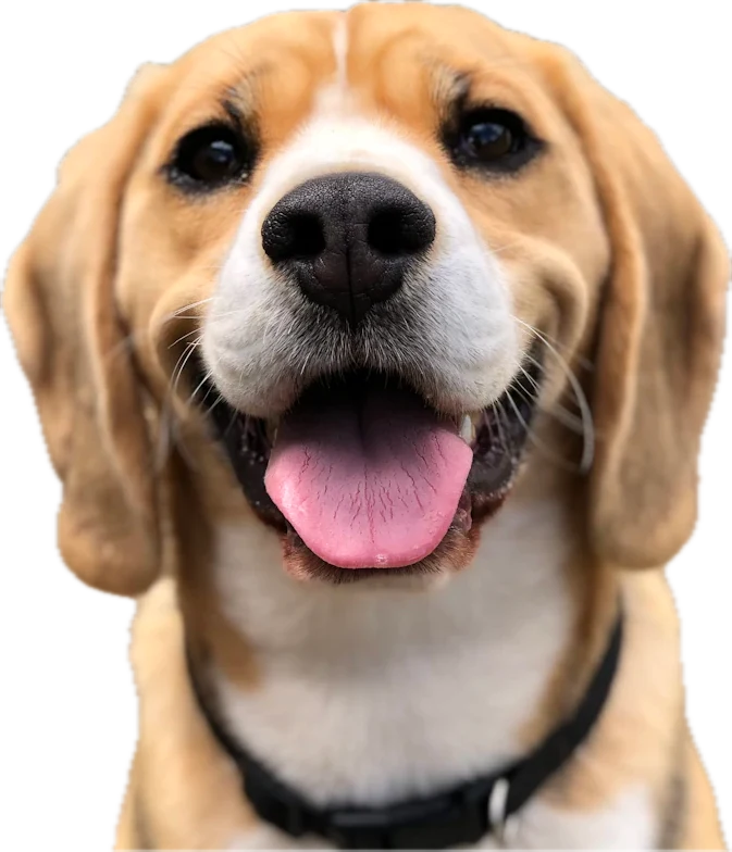 A beagle looking toward the viewer