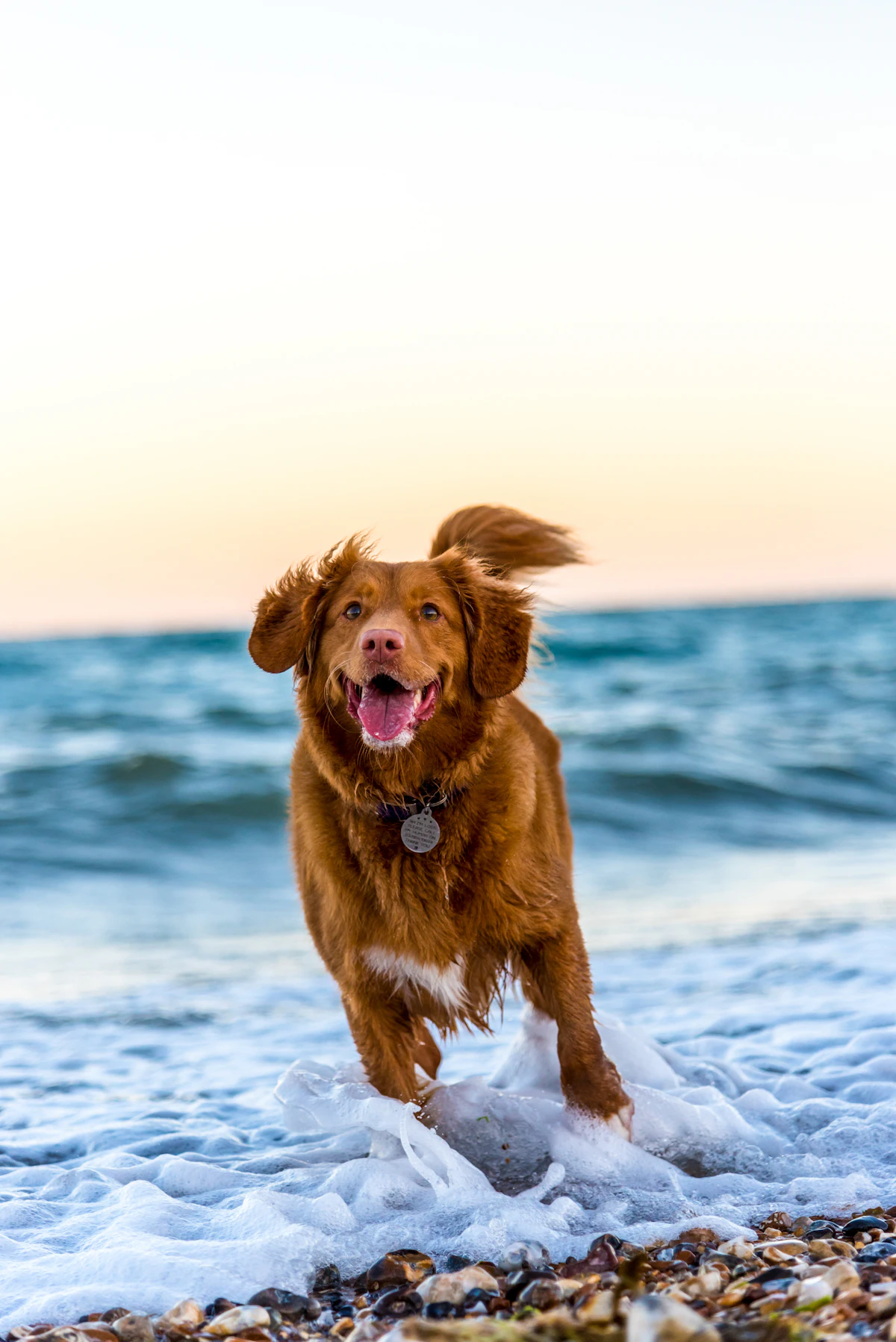 A dog enjoying a day at the beach