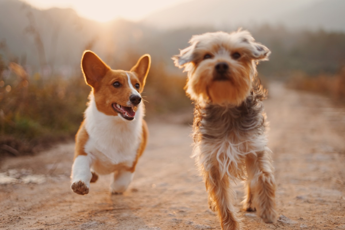 Two dogs spending time together outdoors