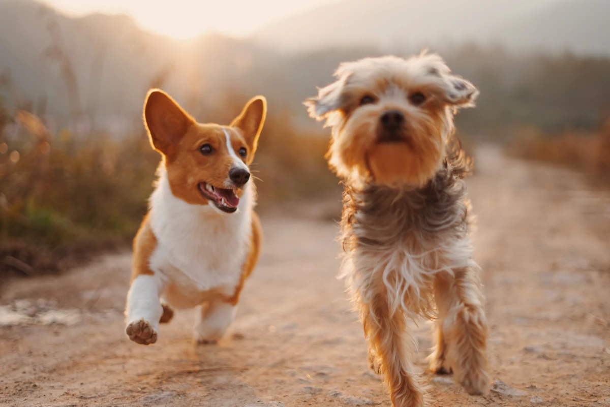 Two dogs running together outdoors